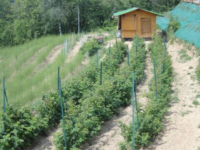 Piatto gourmet con prodotti della fattoria preparato dalla chef Alexandra Herrmann