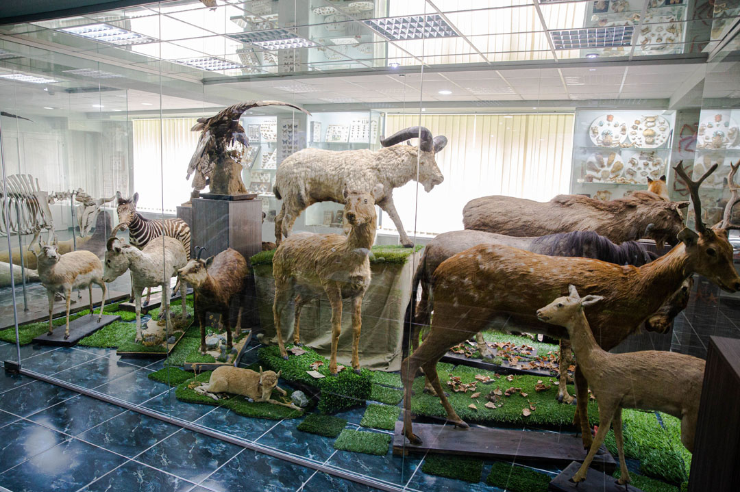 Museo Naturalistico Severo Sini